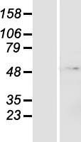 ZNF643 (ZFP69B) Human Over-expression Lysate