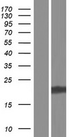 METTL1 Human Over-expression Lysate