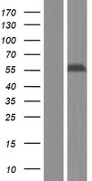 UPF3A Human Over-expression Lysate