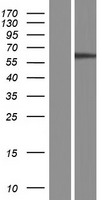 NT5DC2 Human Over-expression Lysate