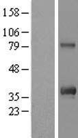 C12orf43 Human Over-expression Lysate