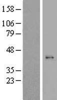 MRPL44 Human Over-expression Lysate