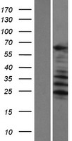 SARG (C1orf116) Human Over-expression Lysate