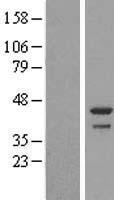 DDRGK1 Human Over-expression Lysate
