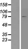 FACL4 (ACSL4) Human Over-expression Lysate