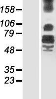 LRFN4 Human Over-expression Lysate