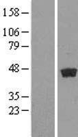 GDAP1L1 Human Over-expression Lysate