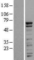 PRR14 Human Over-expression Lysate