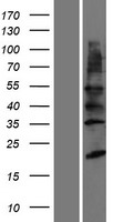 YIPF2 Human Over-expression Lysate