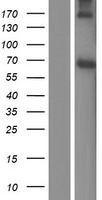 PCYOX1L Human Over-expression Lysate