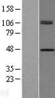 CHID1 Human Over-expression Lysate