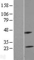 MS4A5 Human Over-expression Lysate