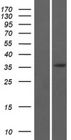 ERI3 Human Over-expression Lysate