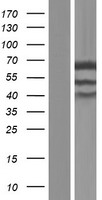 TUG (ASPSCR1) Human Over-expression Lysate