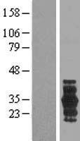 PRRG3 Human Over-expression Lysate