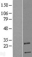 PRRG4 Human Over-expression Lysate