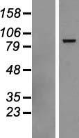DHX58 Human Over-expression Lysate