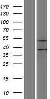 SLC25A23 Human Over-expression Lysate