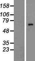 ALG8 Human Over-expression Lysate