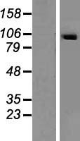SECISBP2 Human Over-expression Lysate