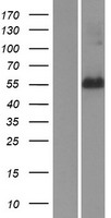 RETREG2 Human Over-expression Lysate