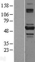 TNIP2 Human Over-expression Lysate