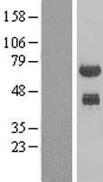 PHF23 Human Over-expression Lysate