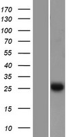 EFHD2 Human Over-expression Lysate