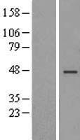 TMEM43 Human Over-expression Lysate