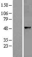 ABHD8 Human Over-expression Lysate