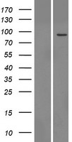 TTC13 Human Over-expression Lysate