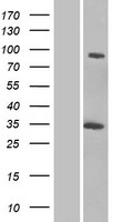 GCC1 Human Over-expression Lysate