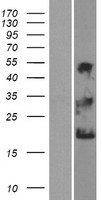 NKAIN1 Human Over-expression Lysate