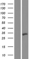 ULBP3 Human Over-expression Lysate