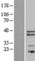PA1 (PAGR1) Human Over-expression Lysate
