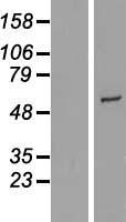 CYP2R1 Human Over-expression Lysate