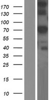 GLB1L Human Over-expression Lysate