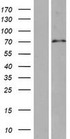 SPAG16 Human Over-expression Lysate