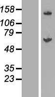 GALNT14 Human Over-expression Lysate