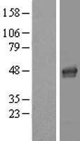 LASS4 (CERS4) Human Over-expression Lysate