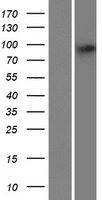 PARP8 Human Over-expression Lysate