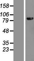 DHX40 Human Over-expression Lysate