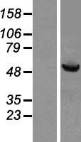 HSPBAP1 Human Over-expression Lysate