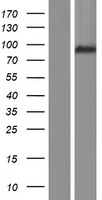 ARHGAP10 Human Over-expression Lysate