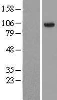 HECTD3 Human Over-expression Lysate