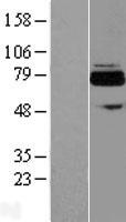 ACSS3 Human Over-expression Lysate