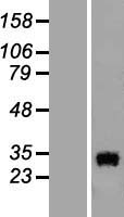OCEL1 Human Over-expression Lysate
