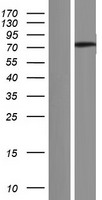ANKRD55 Human Over-expression Lysate