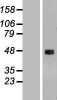 CCDC51 Human Over-expression Lysate