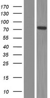 NOL9 Human Over-expression Lysate